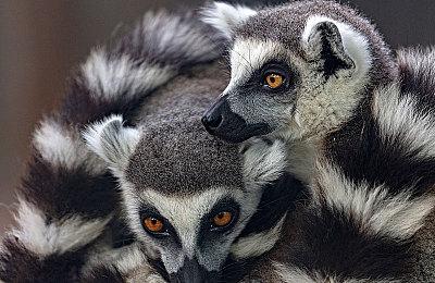 《DOTA2》7.34b更新 巫医、沙王等热门英雄削弱